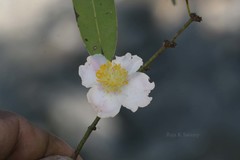 Mesua ferrea